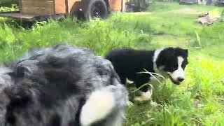 Video preview image #2 Border Collie Puppy For Sale in MOSIER, OR, USA