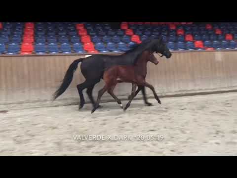 Valverde x Don Frederico, Hengstfohlen von 2019