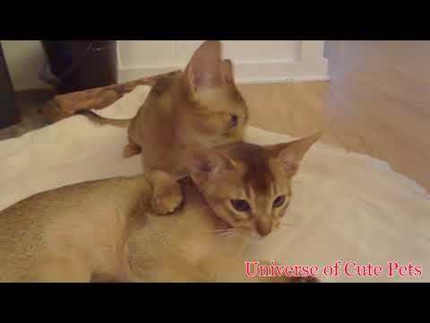 Abyssinian Cats - How much do Abyssinian cats cost?