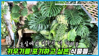 이 식물들은 절대 키우지 마세요 ㅠㅠ