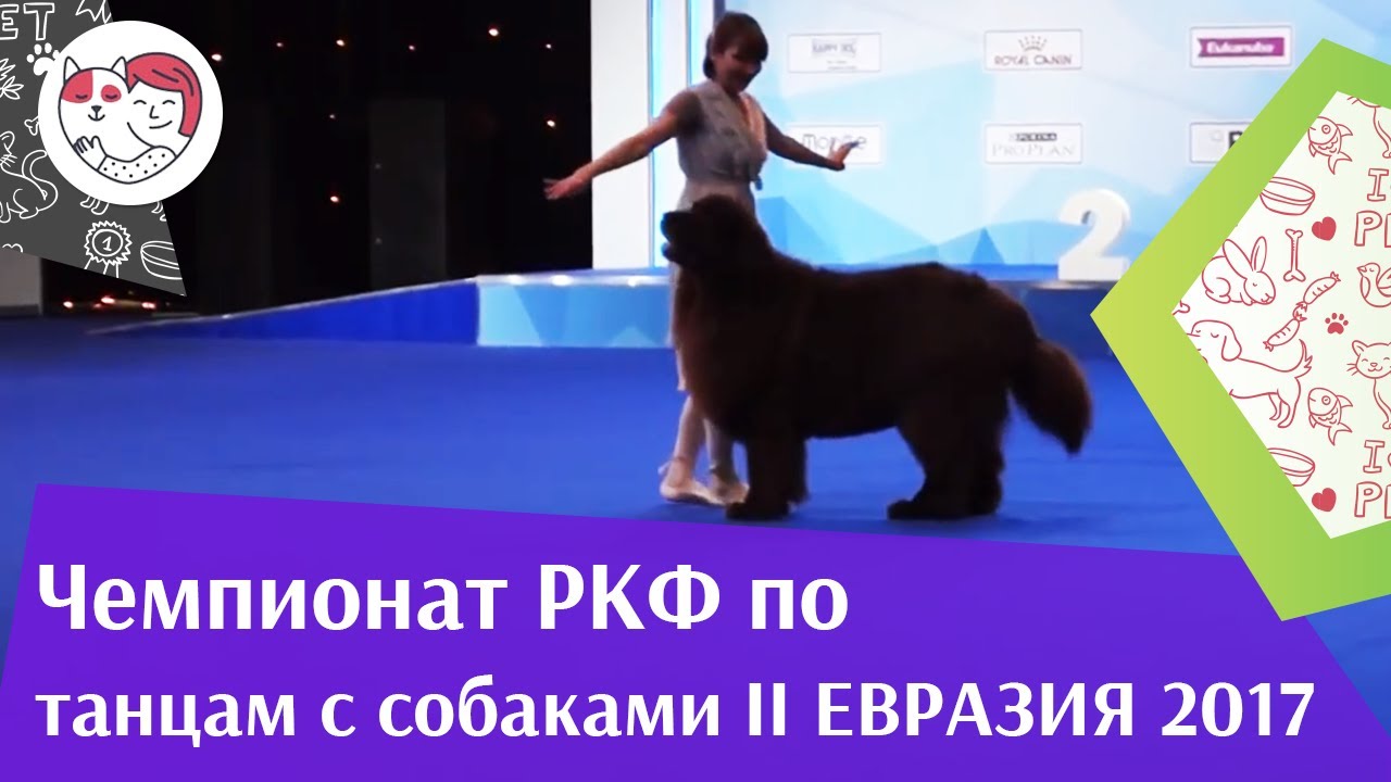 Чемпионат РКФ по танцам с собаками 2 на Евразии 17 ilikepet