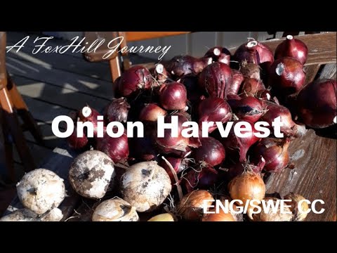 , title : 'Onion and Garlic Harvest | Vi skördar lök och vitlök'