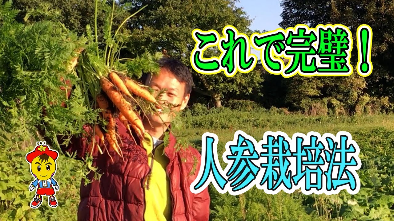 自然栽培ニンジンの種まきと発芽のコツ