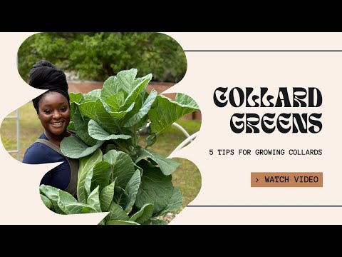5 Tips for Growing Collard Green