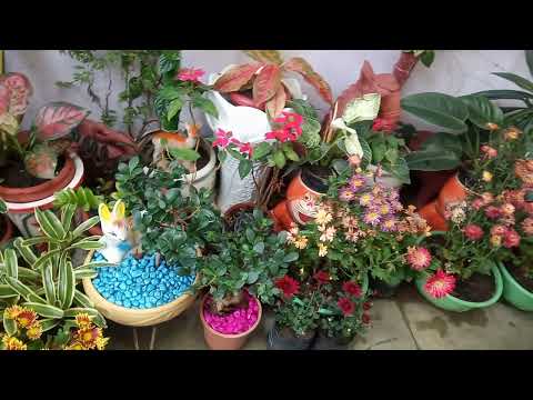 Sushri's Garden Style(5)