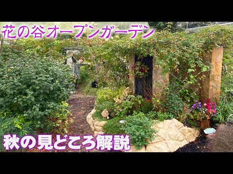  10月に植える花の咲く低木はどれですか?庭の秋の風景に関するトップ 5 のアイデア  庭園