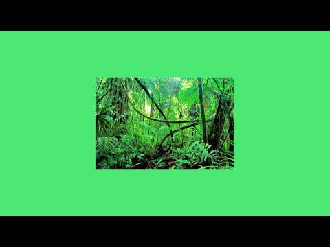 [FREE] Lefa x Dinos Type Beat " Jungle sentimentale " /  Instru Rap 2020 ( Prod. Petit Chat Doux )