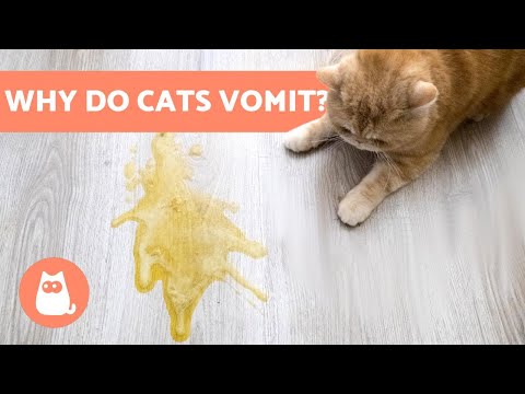 Why Do Cats VOMIT? - 8 Most Common CAUSES