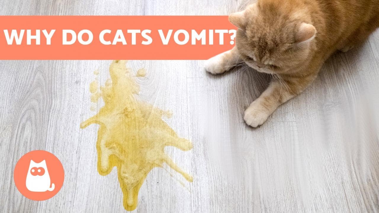 When should I worry about my cat vomiting?