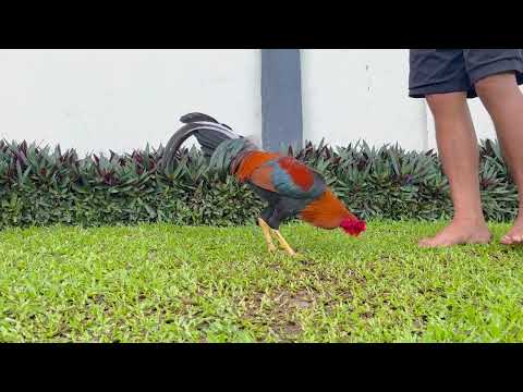 226 SWEATER nene abello x asil