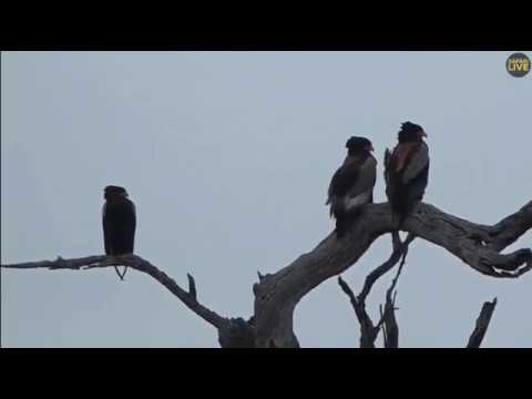 ~ KUGLARZE ( Terathopius ecaudatus ) ~  AFRYKA  -  SAFARI   06/03/2019