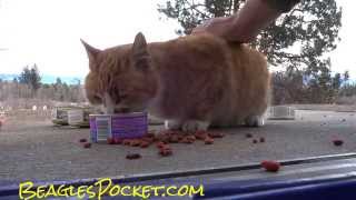 Stray Kitten Feral Cat Last video I made of her Random Kitty Video ;-)