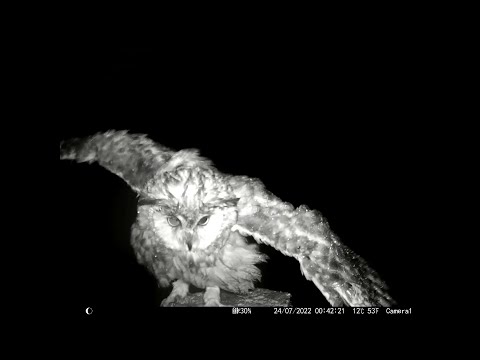 Long-Eared Owl Fledgling