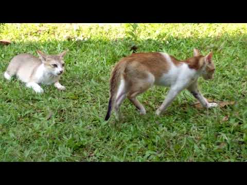 Cat is playing with mother my Minu 😊😀
