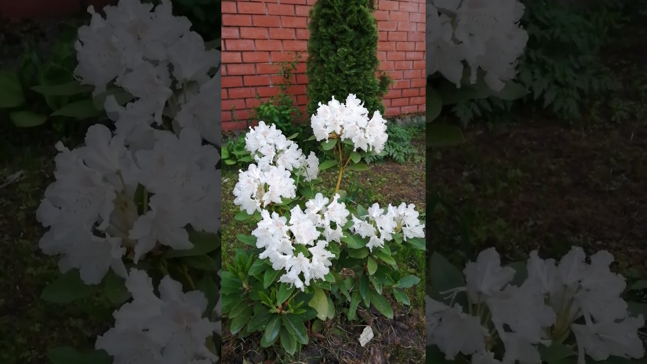 Рододендрон Каннингемс Уайт /Cunningham's White.