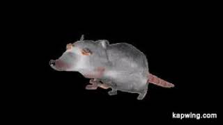 Rats Birthday Mixtape