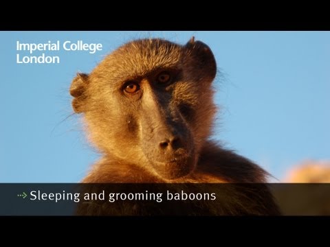 Sleeping and grooming baboons