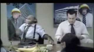 Tired of your boring office job - try working with Monkeys