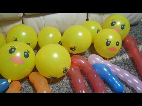 Fergus The Cat Doesn't Play With The Balloons || Cat Ignores The Balloons!