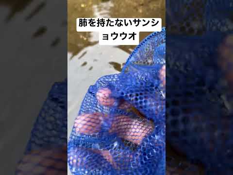 サラマンドラ コルシカ dis.png