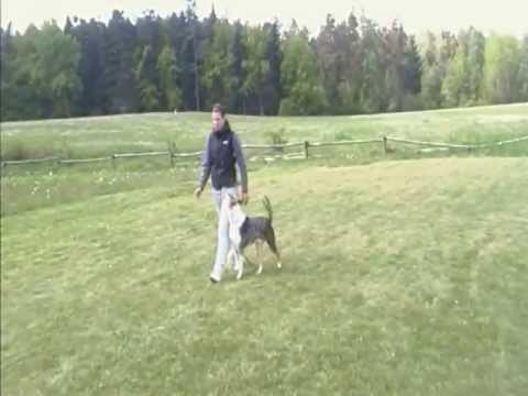 Domino Nirreterrit - obedience