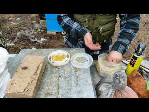 Как разогнать пчёлосемьи весной. Стимуляция пчеломаток к активной яйцекладки пчелиного расплода.