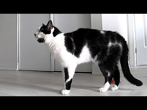 Listen to this cat literally say 