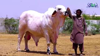 Giant Angry Bull Loss Control I Bukhari Cattle I Cross Breed I Beauty Overload I Parrot Studio