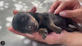 How To Revive A Newborn Dehydrated Rottweiler Puppy