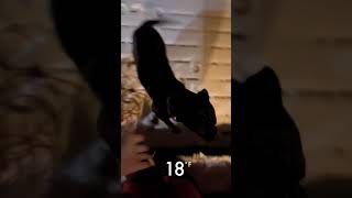 Video preview image #1 American Staffordshire Terrier-Rottweiler Mix Puppy For Sale in Holly Springs, NC, USA