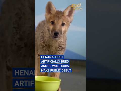 Henan's first artificially bred Arctic wolf cubs make public debut #coolchina