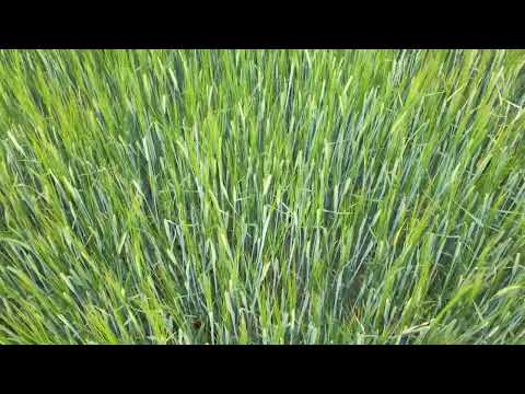 Lövestad, South Sweden