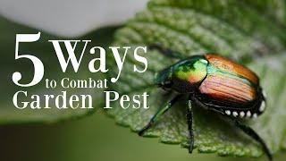 5 Ways to Combat Japanese Beetles and Garden Pests