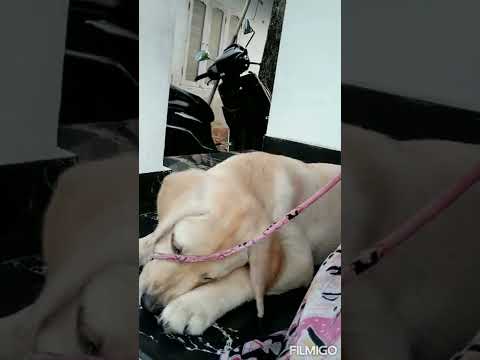 Simba’s world❤️