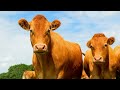 10 Most Stunning And Beautiful Cow Breeds From Around The World Cow Video