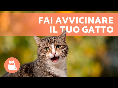 Miagolii per ATTIRARE I GATTI 🐱🔊 (Suoni per far avvicinare il tuo gatto)