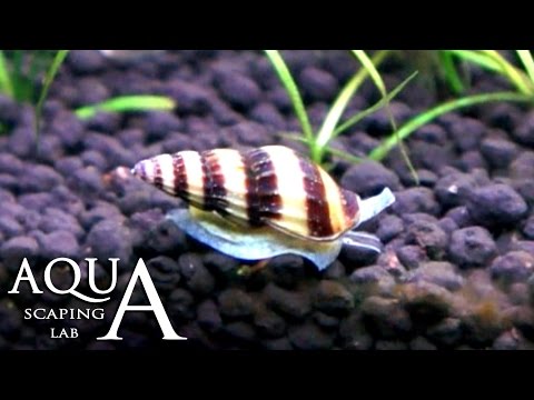 Aquascaping Lab - Killer Snail Anentome Helena description / Clea Helena Lumaca killer descrizione
