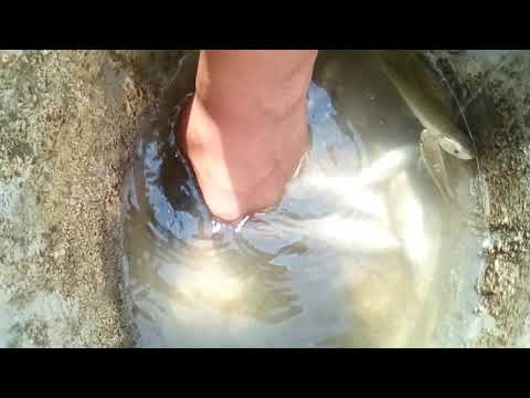 pești la la Gornet Prahova