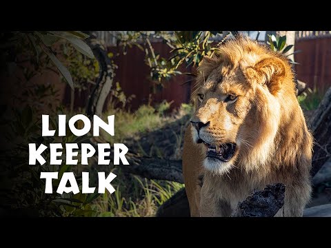**NEW** African Savannah Lion Keeper Talk at Taronga Zoo Sydney