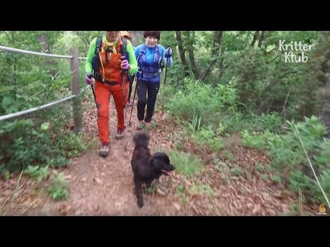 この地域のベストドッグガイド (完全版パート 1) |クリッタークラブ