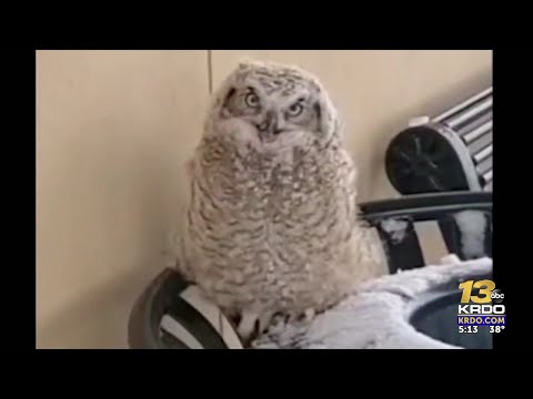 Young owl’s ordeal has happy ending Monday in NE Colorado Springs