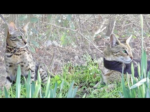 5 Differences Between an F2 and F6 Savannah Cat