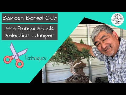 Pre-Bonsai Stock Selection - Juniper - Technique - Baikoen Bonsai Club - Safer @ Home Series