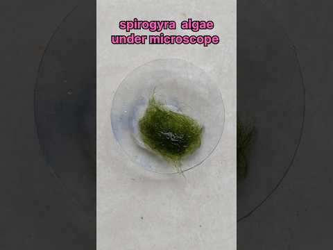 spirogyra algae under microscope experiment #shorts #biology #scienceexperiment