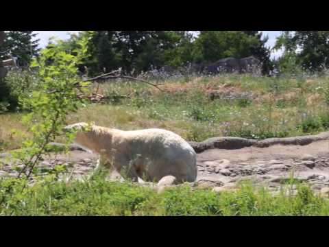 Detroit Zoo | Tundra on the Tundra
