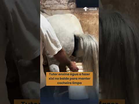 Tutor ensina égua a fazer xixi no balde para manter cocheira limpa