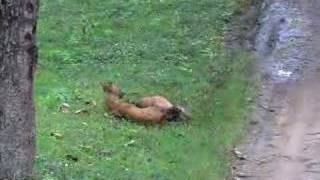 preview picture of video 'Indian Wildlife ( Dhole )'