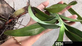 Lan Rừng buôn đôn phiên sáng ngày 2/4/2021 Sđt 0962237739