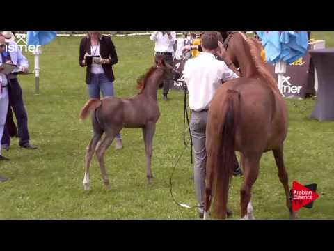 N.53 FORELOCKS YMPRESARIO - Ströhen 2017 C-Show - Colt Foals (Class 2)