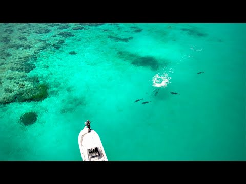 REEF Ultra Shallow PACK ATTACKS
